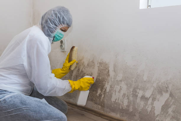Best Black Mold Remediation in Wharton, NJ
