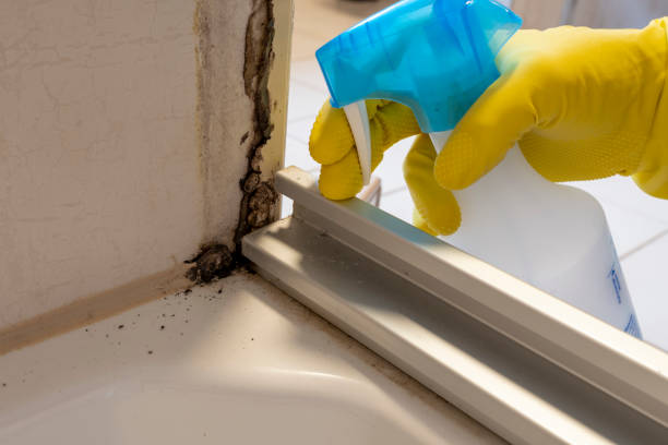 Best Mold Testing and Inspection Services in Wharton, NJ