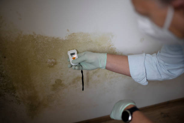 Best Preventive Mold Services in Wharton, NJ