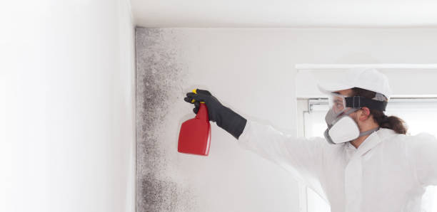 Best Residential Mold Remediation in Wharton, NJ
