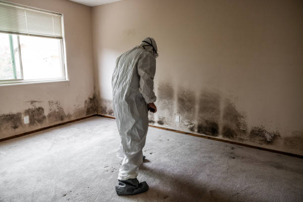 Reliable Wharton, NJ Mold Remediation Solutions